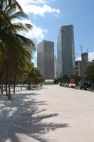 cityscape, day, evergreen, eye level view, Florida, Miami, palm, pavement, Phoenix canariensis, summer, sunny, The United States