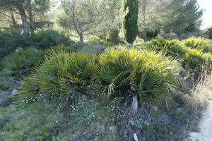 bright, bush, day, Denia, eye level view, flower, garden, shrub, Spain, spring, sunny, Valenciana