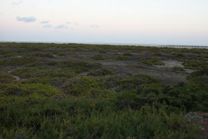 afternoon, Canarias, day, diffuse, diffused light, eye level view, heath, Las Palmas, natural light, Spain, spring