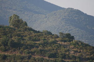 afternoon, day, direct sunlight, elevated, Grosseto, Italia , mountain, natural light, summer, Toscana, tree, vegetation