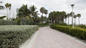 day, diffuse, diffused light, eye level view, Florida, hedge, Miami, palm, path, pavement, Phoenix canariensis, summer, The United States, Washingtonia filifera