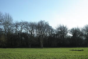 day, England, eye level view, grass, London, park, sunny, The United Kingdom, tree