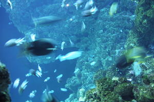 aquarium, artificial lighting, backlit, close-up, fish, fishtank, looking down, Monaco, Monte Carlo, Monte-Carlo, museum, overcast, seascape, sun glare, top-down perspective