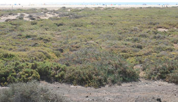 autumn, Canarias, day, elevated, Las Palmas, shrubbery, shrubland, Spain, sunny