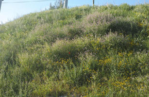 afternoon, below, Croatia, day, grass, grove, lowered, natural light, plant, shrub, spring, sunlight, sunny, vegetation