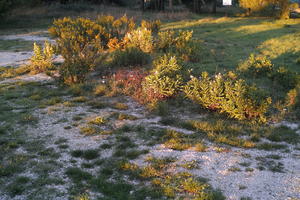 autumn, bush, day, eye level view, garden, greenery, plant, shrub, sunlight, sunny, sunset, sunshine, vegetation