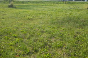 Croatia, day, direct sunlight, eye level view, grass, summer, sunny