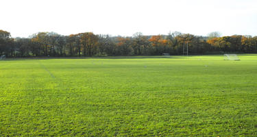 autumn, day, eye level view, grass, park, sunny, treeline