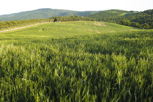 afternoon, crop, day, eye level view, field, Italia , Siena, spring, sunny, Toscana