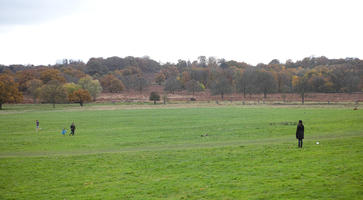 afternoon, autumn, cloudy, day, deciduous, eye level view, grass, open space, outdoors, park, tree, vegetation