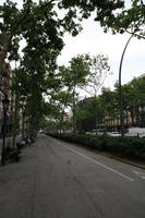 Barcelona, bush, Cataluña, day, eye level view, natural light, Spain, street, tree