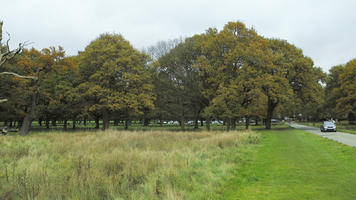 afternoon, autumn, cloudy, day, deciduous, eye level view, grass, open space, outdoors, park, tree, vegetation