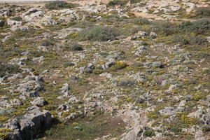 close-up, day, eye level view, Faro, Faro, flower, greenery, ground, open space, path, Portugal, rockery, rocks, shrub, summer, sunlight, sunny, vegetation