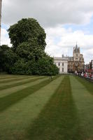 afternoon, Cambridge, day, England, eye level view, grass, lawn, spring, The United Kingdom, tree, vegetation