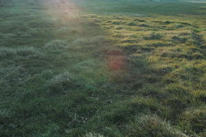 Croatia, eye level view, golden hour, grass, grassland, Nin, shady, sunny, sunset, winter, Zadarska