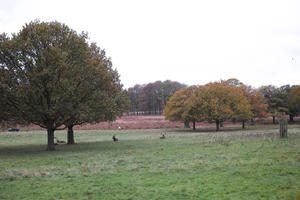 afternoon, autumn, cloudy, day, deciduous, deer, England, eye level view, grass, lawn, open space, outdoors, park, The United Kingdom, treeline, vegetation, Wimbledon