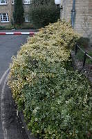 above, bush, dusk, England, Oxford, plant, The United Kingdom, vegetation, winter