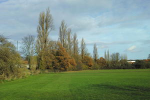 autumn, broad-leaf tree, broad-leaved tree, day, deciduous, England, eye level view, grass, London, park, sunny, The United Kingdom, tree, treeline