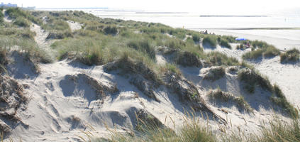 beach, Belgium, day, dunes, eye level view, grass, summer, sunny