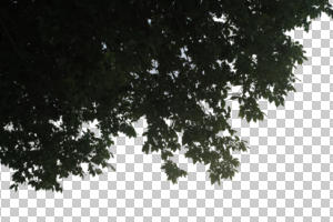 below, branch, broad-leaf tree, broad-leaved tree, cutout, cutout trees, day, diffuse, diffused light, summer