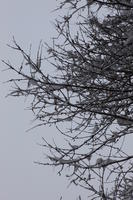 ambient light, below, branch, day, diffuse, diffused light, Italia , morning, natural light, overcast, snow, tree, Veneto, winter