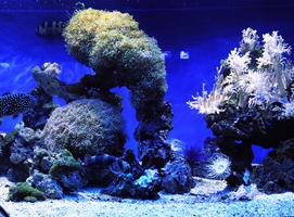 aquarium, artificial lighting, backlit, close-up, coral, fishtank, Monaco, Monte Carlo, Monte-Carlo, museum, seaweed