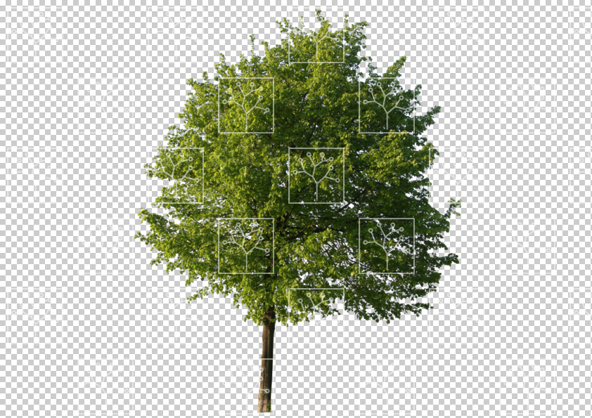 Gobotree - cut-out of tree during spring